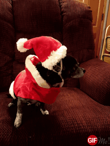 Socks lost his sleigh