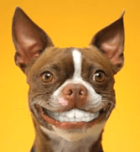 Doggie_Dentures
